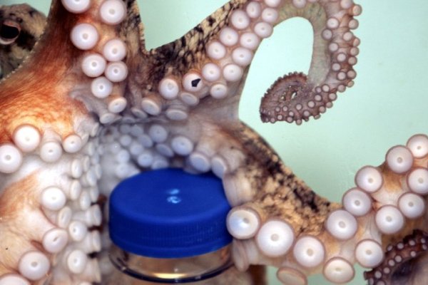 Kraken вход kraken torion